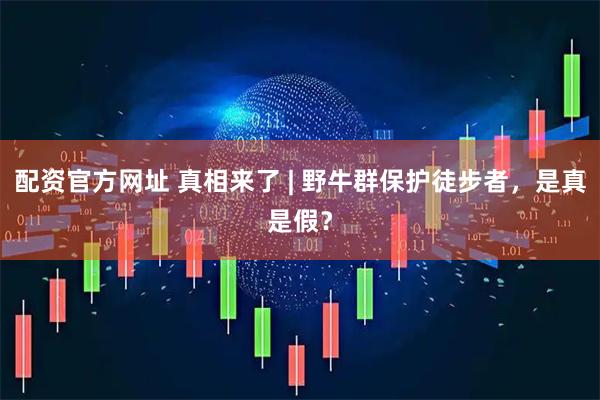 配资官方网址 真相来了 | 野牛群保护徒步者，是真是假？